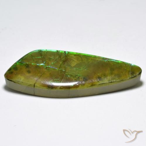 Ammolite Multicolore naturale da 24.80 ct, Taglio a fantasia, Opaco
