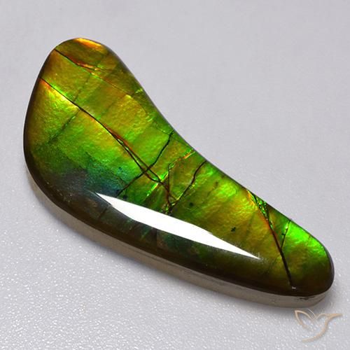 Ammolite Multicolore naturale da 13.02 ct, Taglio a fantasia, Opaco