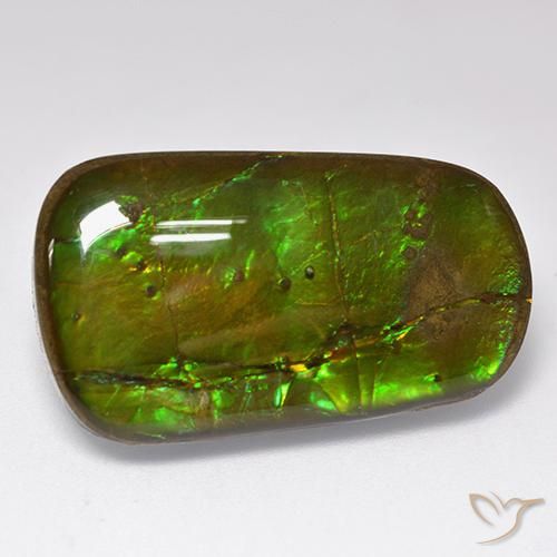 Ammolite Multicolore naturale da 24.17 ct, Taglio a fantasia, Opaco