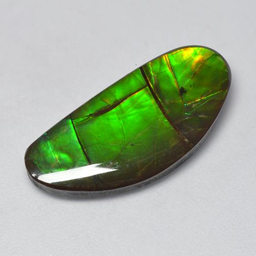 Ammolite Multicolore naturale da 12.39 ct, Forma fantasia, Opaco