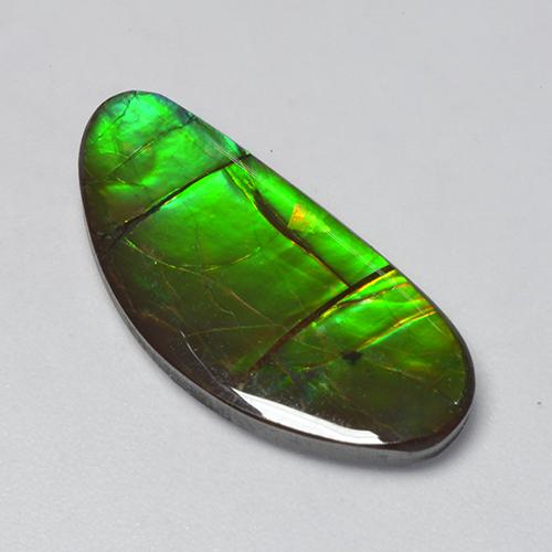 Ammolite Multicolore naturale da 12.39 ct, Forma fantasia, Opaco