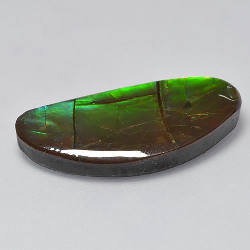 Ammolite Multicolore naturale da 12.39 ct, Forma fantasia, Opaco