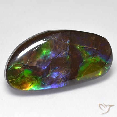 Ammolite Multicolore naturale da 16.71 ct, Taglio a fantasia, Opaco