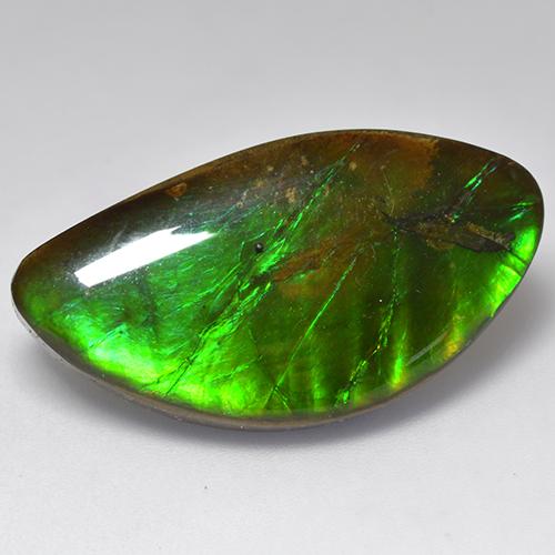 Ammolite naturale multicolore da 20,84 ct, forma fantasia, opaco