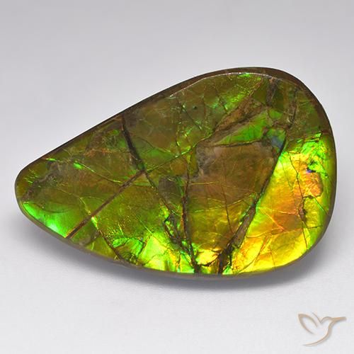 Ammolite Multicolore naturale da 23.14 ct, Taglio a fantasia, Opaco