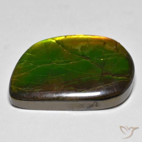 Ammolite Multicolore naturale da 16.89 ct, Taglio a fantasia, Opaco