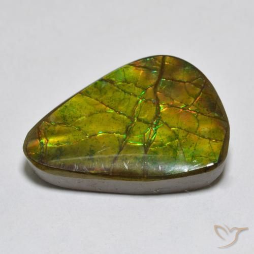 Ammolite Multicolore naturale da 11.13 ct, Taglio a fantasia, Opaco