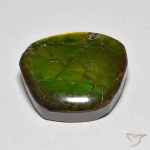 Ammolite Multicolore naturale da 11.20 ct, Taglio a fantasia, Opaco