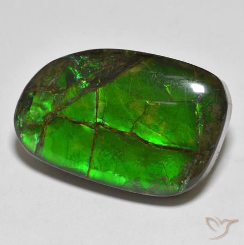 Ammolite Multicolore naturale da 16.43 ct, Taglio a fantasia, Opaco