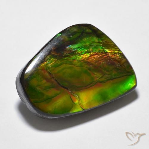 Ammolite Multicolore naturale da 16.94 ct, Taglio a fantasia, Opaco