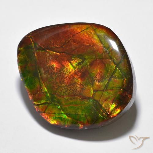Ammolite Multicolore naturale da 23.51 ct, Taglio a fantasia, Opaco