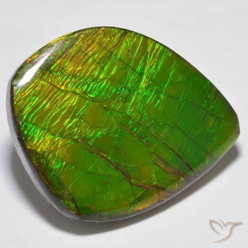 Ammolite Multicolore naturale da 24.62 ct, Taglio a fantasia, Opaco