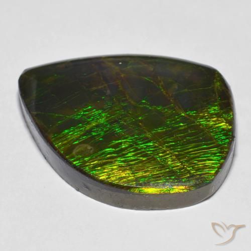 Ammolite Multicolore naturale da 24.62 ct, Taglio a fantasia, Opaco
