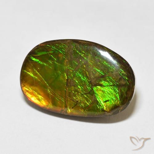 Ammolite Multicolore naturale da 16.55 ct, Taglio a fantasia, Opaco