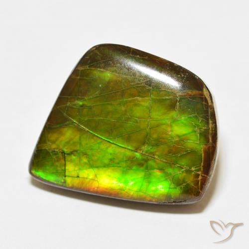 Ammolite Multicolore naturale da 21.56 ct, Taglio a fantasia, Opaco