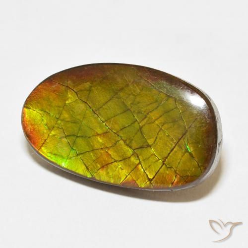 Ammolite Multicolore naturale da 13.58 ct, Taglio a fantasia, Opaco