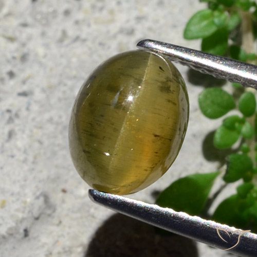2.16ct Naturale Giallo medio Apatite effetto occhio di gatto, Ovale, Traslucido