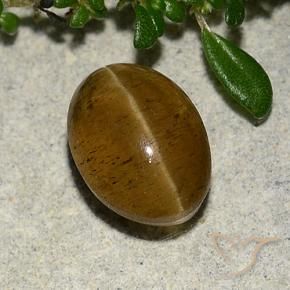 Apatite effetto occhio di gatto Marrone caldo naturale da 3.10 ct, Ovale, Traslucido