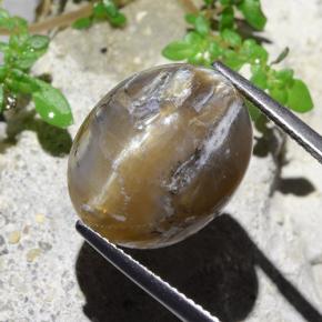 Opale Occhio di Gatto Marrone chiaro naturale da 12.43 ct, Taglio ovale, Opaco