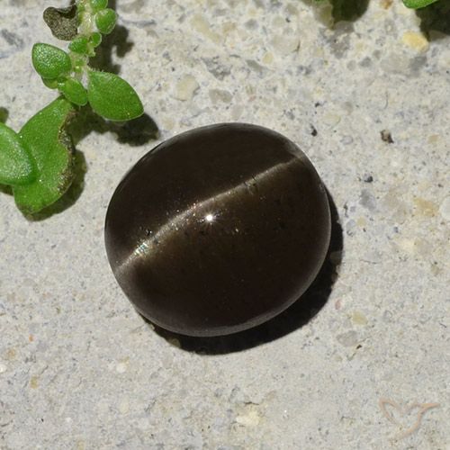 2.64ct Naturale Marrone nerastro Scapolite effetto occhio di gatto, Ovale, Traslucido