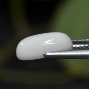 Corallo naturale bianco da 2,63 ct, taglio ovale, opaco
