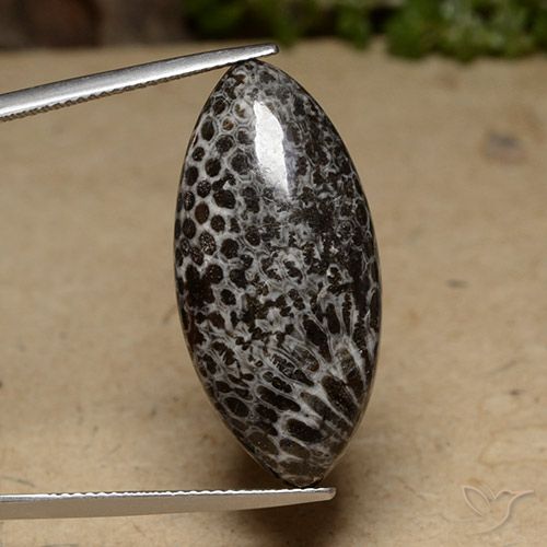 20.70ct Naturale Multicolore Corallo, Taglio marquise, Opaco