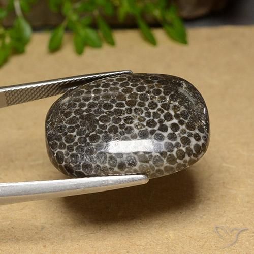 Corallo Multicolore naturale da 28.32 ct, Cuscino, Opaco