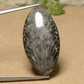 Corallo naturale multicolore da 18,93 ct, marchesa, opaco