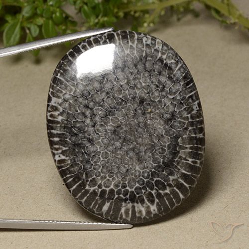64.23ct Naturale Multicolore Corallo, Ovale, Opaco