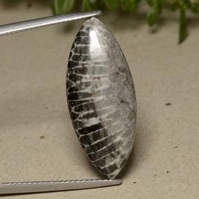 Corallo naturale grigio da 11,37 ct, marchesa, opaco
