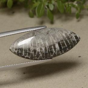 Corallo naturale grigio da 11,37 ct, marchesa, opaco