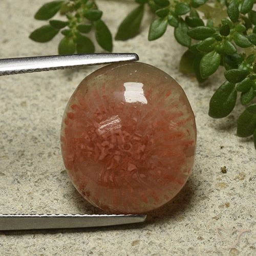 9.34ct Naturale Multicolore Corallo, Ovale, Traslucido