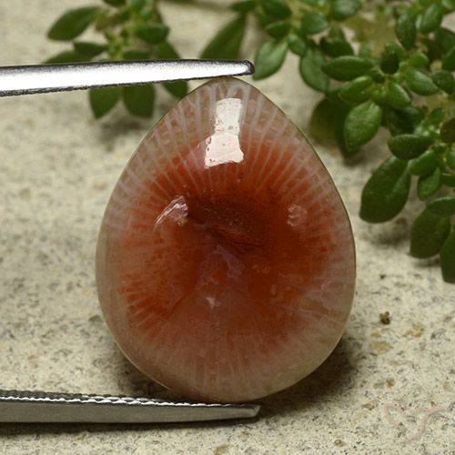 11.86ct Naturale Multicolore Corallo, Forma a pera, Traslucido