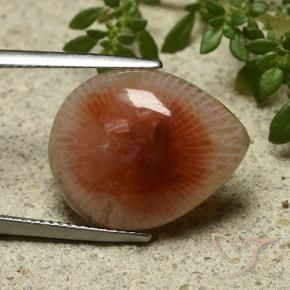 Corallo Multicolore naturale da 11.86 ct, Forma a pera, Traslucido