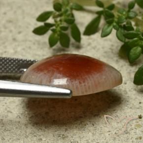 Corallo Multicolore naturale da 11.86 ct, Forma a pera, Traslucido