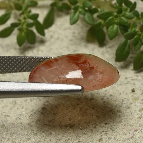 Corallo Multicolore naturale da 6.87 ct, Ovale, Traslucido