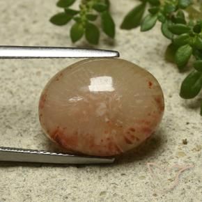 Corallo Multicolore naturale da 11.57 ct, Ovale, Traslucido