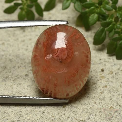 9.87ct Naturale Multicolore Corallo, Ovale, Traslucido