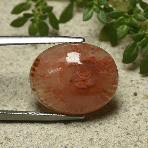Corallo Multicolore naturale da 9.87 ct, Ovale, Traslucido