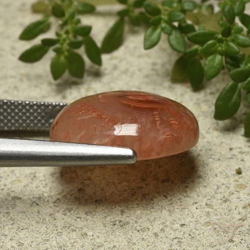 Corallo Multicolore naturale da 9.87 ct, Ovale, Traslucido
