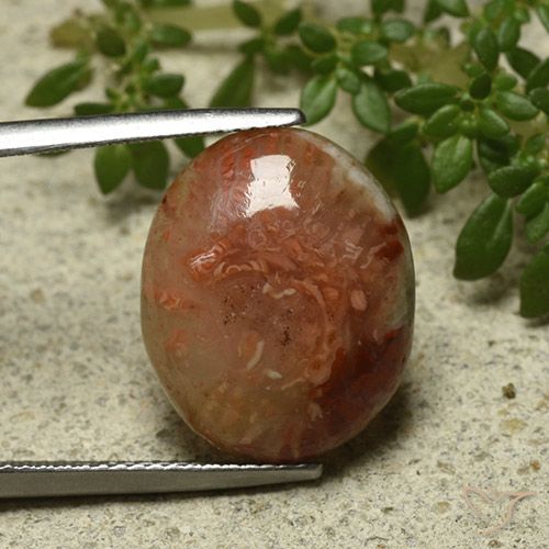 9.58ct Naturale Multicolore Corallo, Ovale, Traslucido