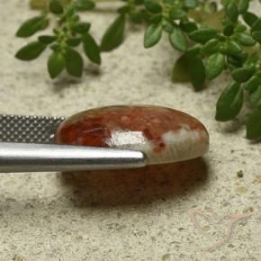 Corallo Multicolore naturale da 9.58 ct, Ovale, Traslucido