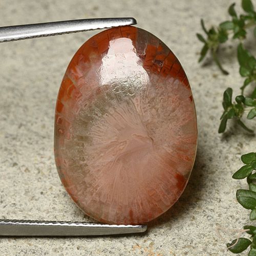 12.10ct Naturale Multicolore Corallo, Ovale, Traslucido