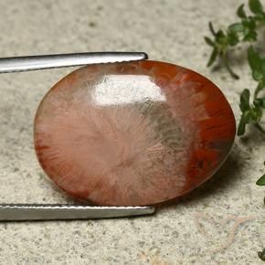 Corallo Multicolore naturale da 12.10 ct, Ovale, Traslucido