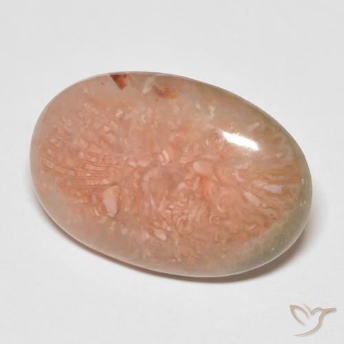 Corallo Multicolore naturale da 11.50 ct, Ovale, Traslucido