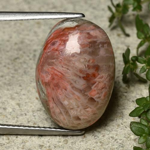 Corallo Multicolore naturale da 10.62 ct, Taglio ovale, Opaco