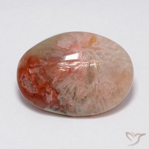 Corallo Multicolore naturale da 8.90 ct, Ovale, Opaco