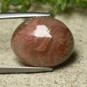 Corallo Multicolore naturale da 9.92 ct, Ovale, Traslucido