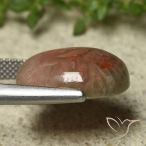 Corallo Multicolore naturale da 9.92 ct, Ovale, Traslucido