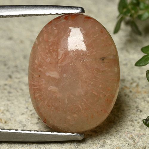 7.45ct Naturale Multicolore Corallo, Ovale, Traslucido